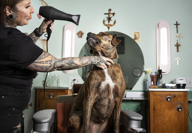 Photo of woman drying dog's hair